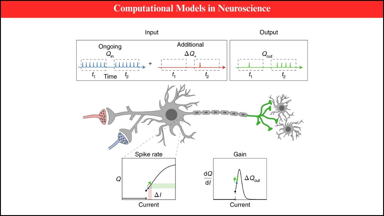 Computational Models in Neuroscience